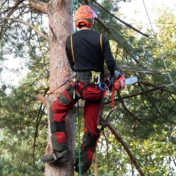 Arboriculture - Tree Surgeon