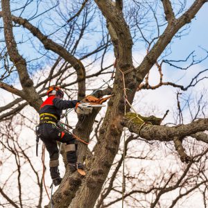 Arboriculture - Tree Surgeon